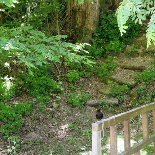Jardin du domaine de la Cacharde